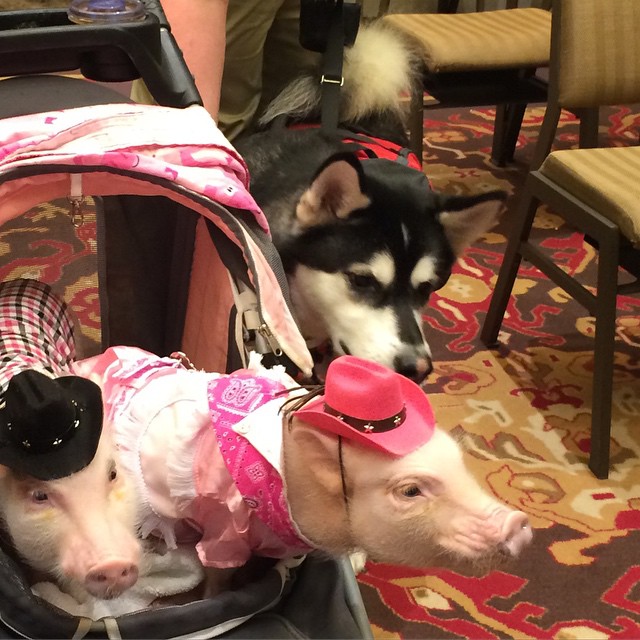 Networking is super important not just for writers, but pets as well! Reya meeting her first piggies - Priscilla and Poppleton!