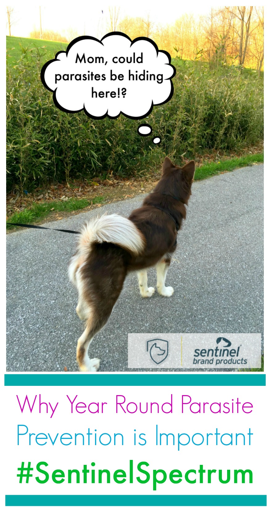 Do you use a year round parasite prevention with your dogs? see how Sentinel Spectrum protected Ivi from Rylie's puppy roundworms here! #SentinelSpectrum 