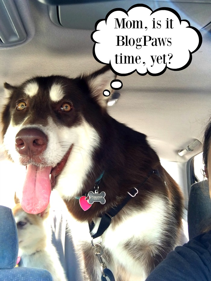 Ivi Biggy BlogPaws