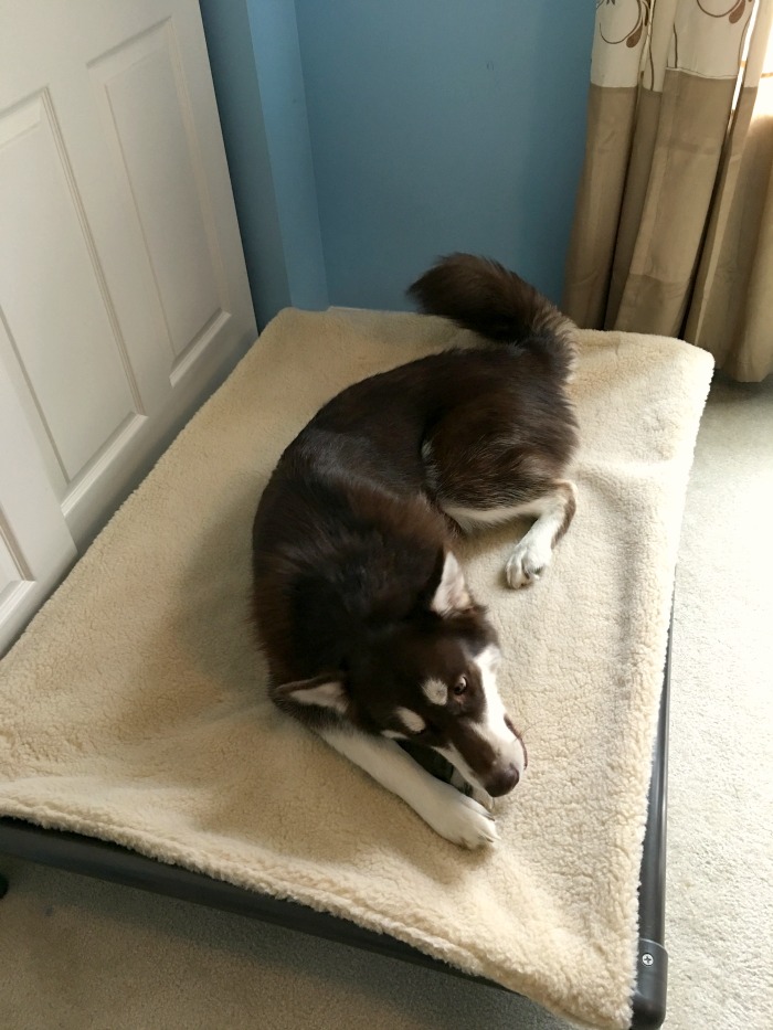 Make Sleeping Great for Dogs with Kuranda Dog Beds