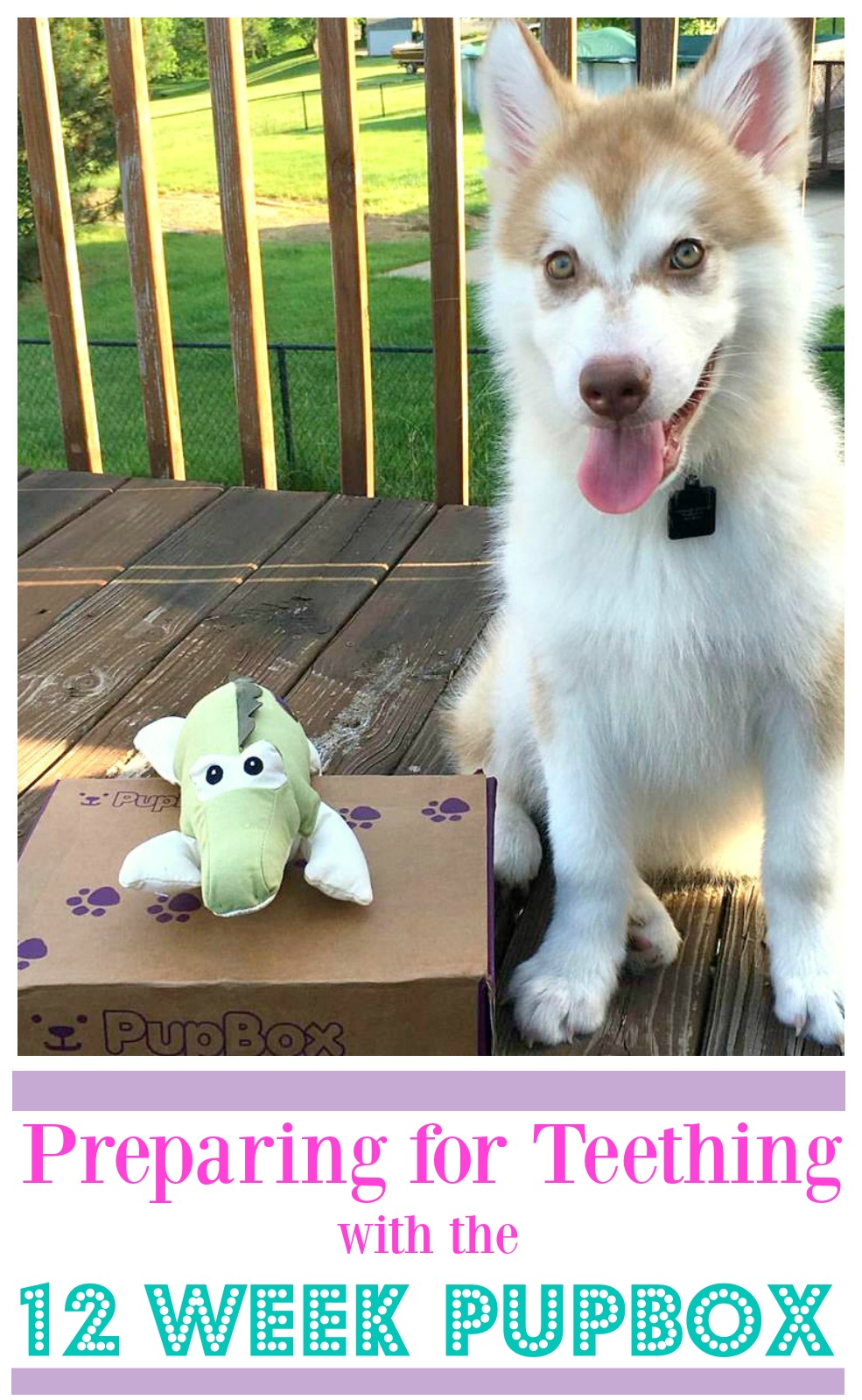 Looking for some wonderful toys for your teething puppy? See what we think of the 12 week Pupbox here! 