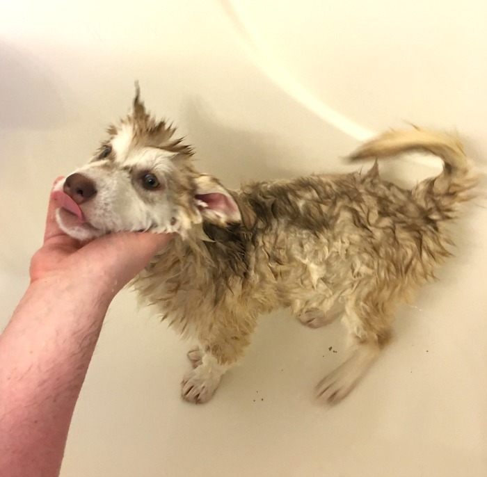 Looking for a natural shampoo that is perfect for both puppies & dogs? See what we think of Pura Naturals Pet line of dog shampoos here! 