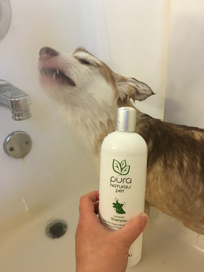 Looking for a natural shampoo that is perfect for both puppies & dogs? See what we think of Pura Naturals Pet line of dog shampoos here! 