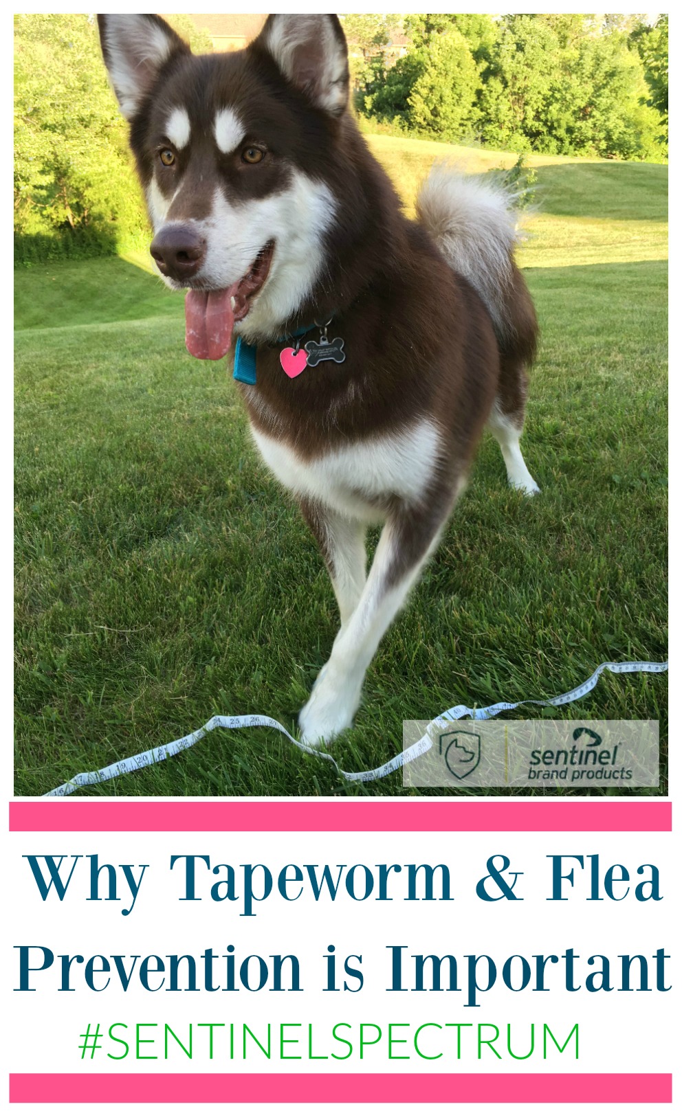 Do you protect your pets from parasites throughout the year in your home? See why you should worry about tapeworms & fleas year round here! 