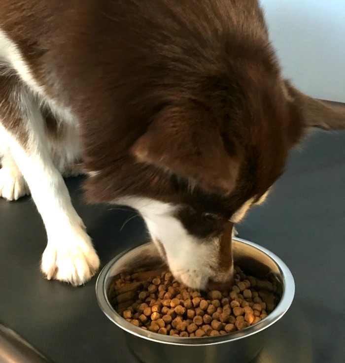 Looking for an all natural dog food? See what our girls think of Artemis's Pet Food's Osopure Dry Food Line here! 