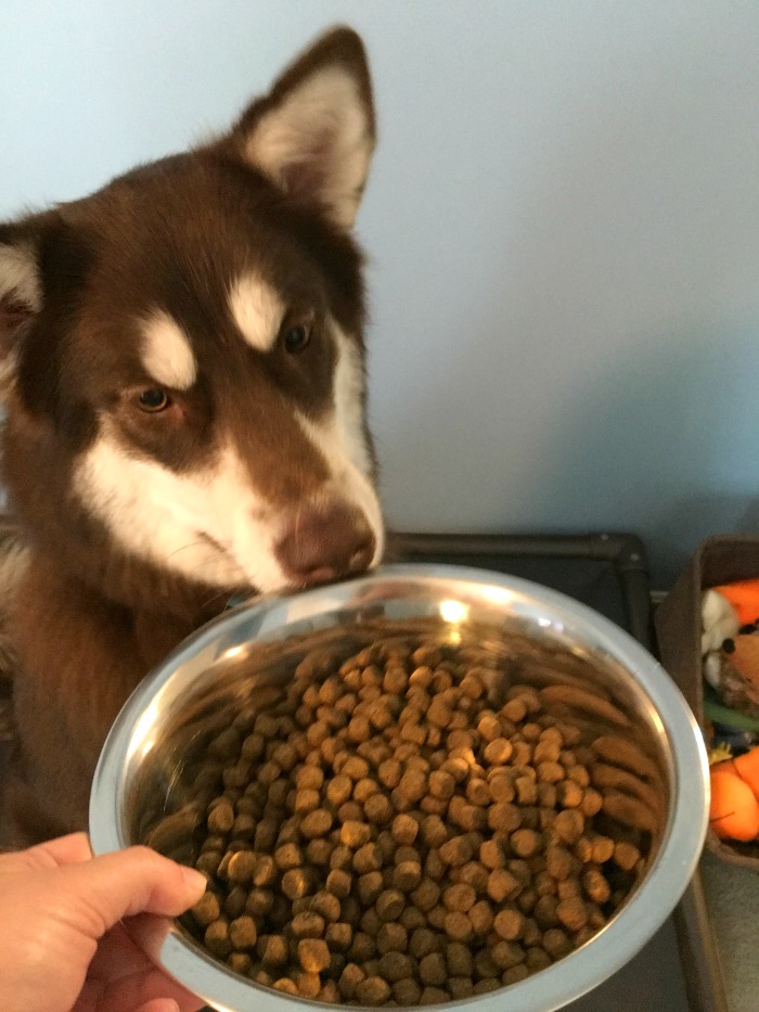 Looking for an all natural dog food? See what our girls think of Artemis's Pet Food's Osopure Dry Food Line here! 