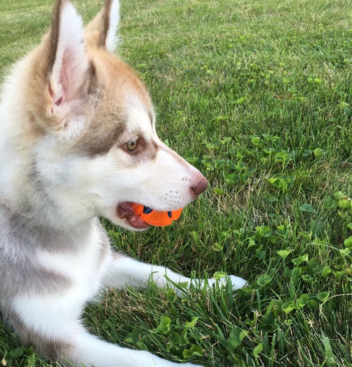 Rylie with Ball Toy