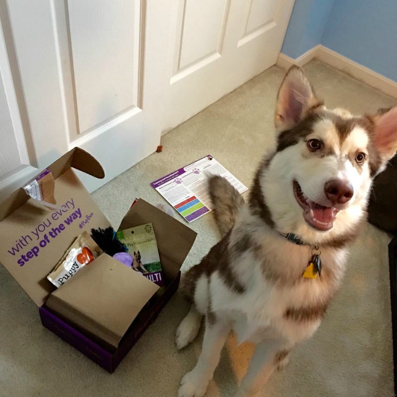 Looking for some wonderful toys for your growing puppy? See what we think of the 5 month Pupbox here!