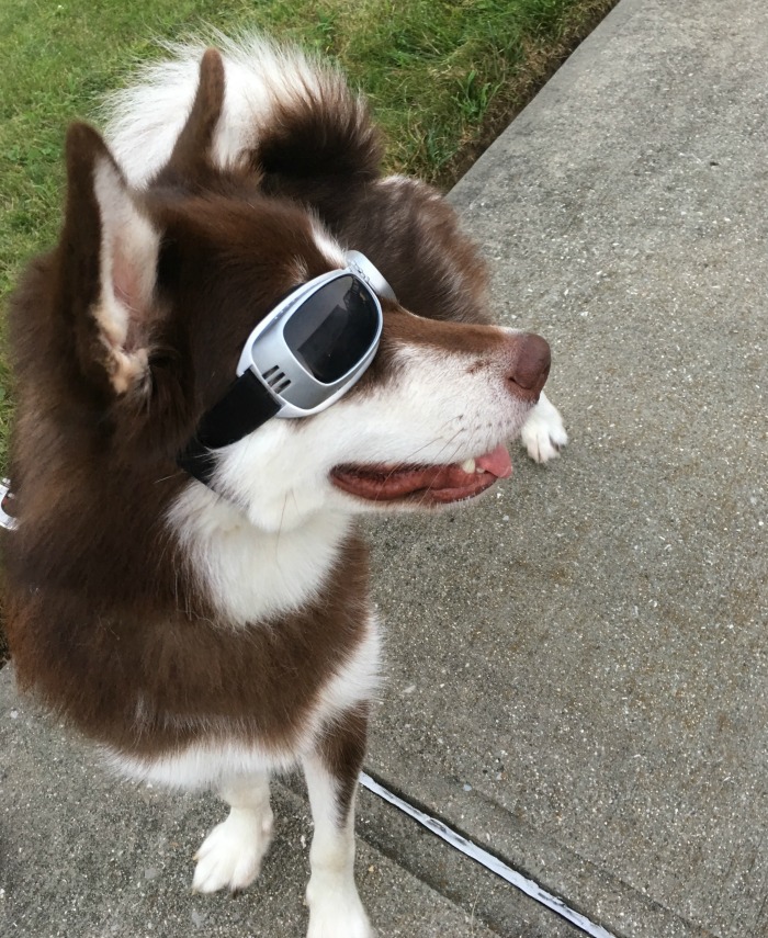 Looking for a quality pair of dog goggles to protect your dogs eyes from the environment & the sun? See what we think of PETLESO Large Dog Goggles here! 