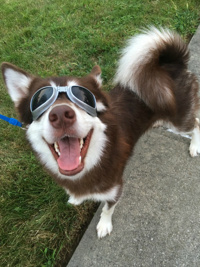 Looking for a quality pair of dog goggles to protect your dogs eyes from the environment & the sun? See what we think of PETLESO Large Dog Goggles here! 