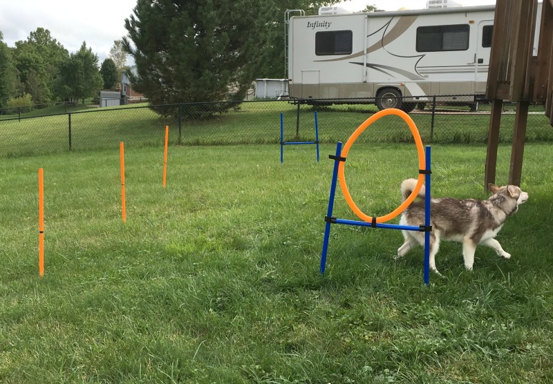 Looking for a great starter set to start training your dog in agility? See what we think of the Namsan Dog Agility Training Equipment Set here! 