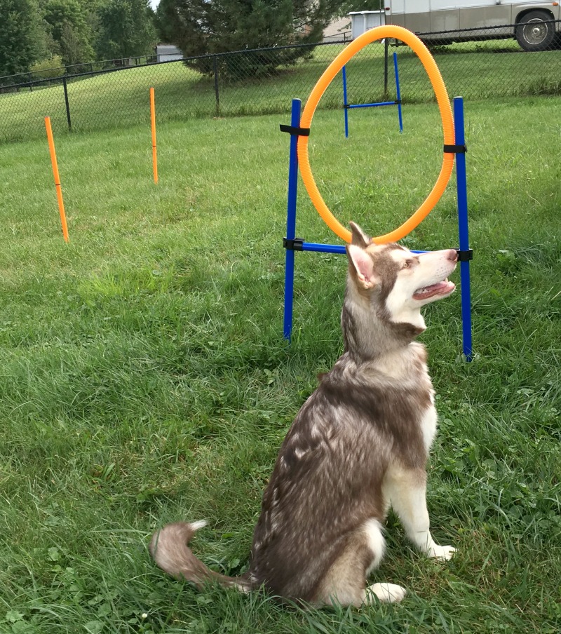 Looking for a great starter set to start training your dog in agility? See what we think of the Namsan Dog Agility Training Equipment Set here! 