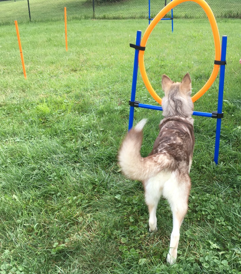 Looking for a great starter set to start training your dog in agility? See what we think of the Namsan Dog Agility Training Equipment Set here! 