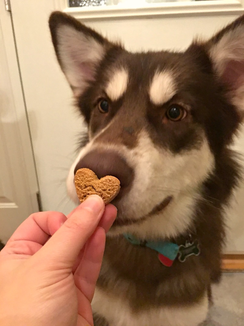 Looking for training treat that your dog is sure to love? See what we think of Honest Kitchen's line of dog treats here! 