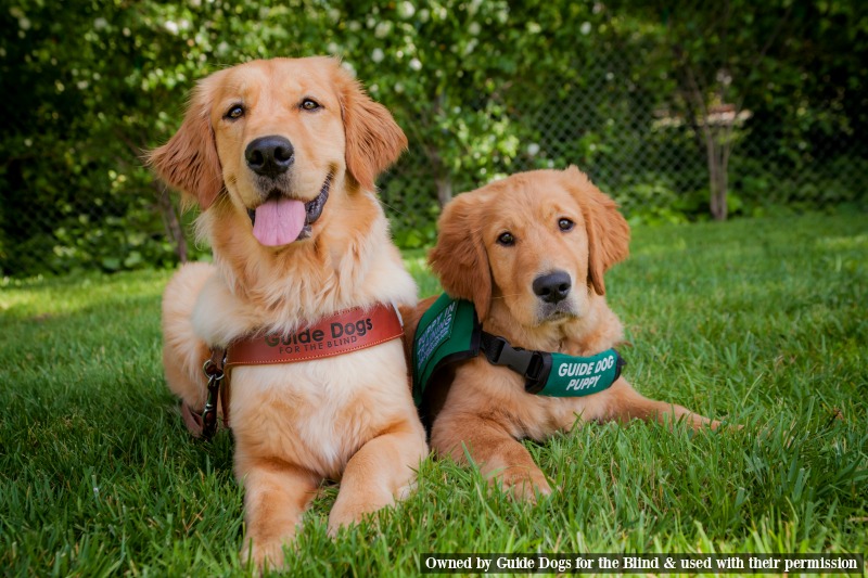 Guide Dog Adult and Puppy