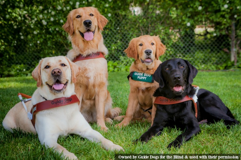 Celebrate Guide Dogs Everywhere with National Guide Dog Month Budget