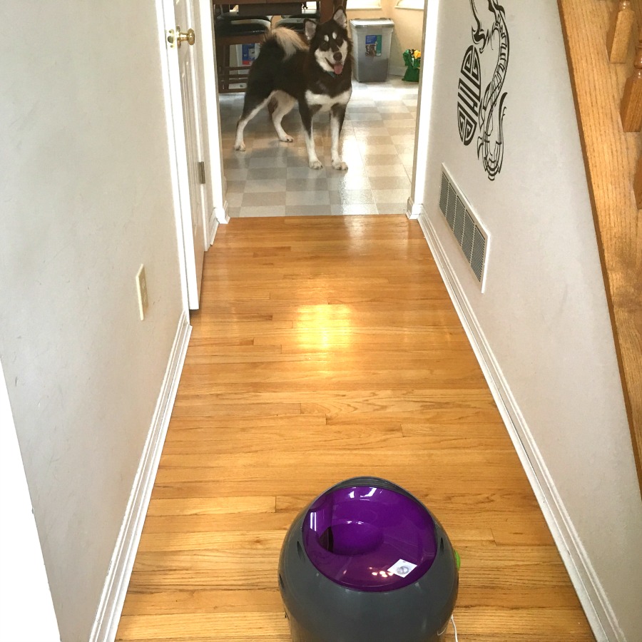 Looking for a fun way to keep dogs active indoors during extreme heat or cold? See why we are fans of the PetSafe Automatic Ball Launcher here!