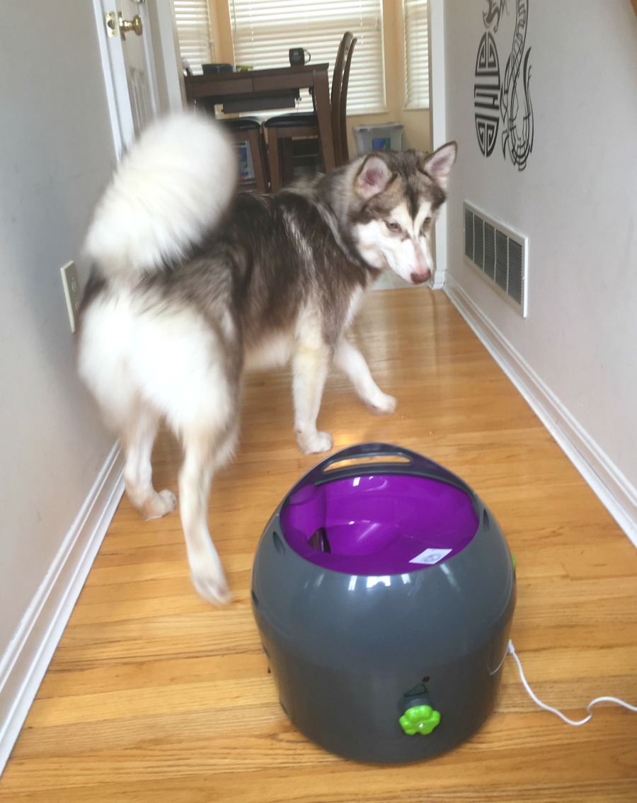 Looking for a fun way to keep dogs active indoors during extreme heat or cold? See why we are fans of the PetSafe Automatic Ball Launcher here!