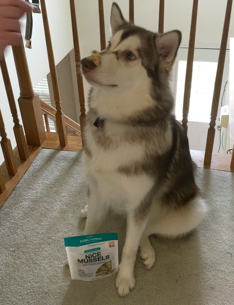 Looking for delicious dog treats that are high in omega-3 fatty acids? See what we think of Honest Kitchen's new Nice Mussels Treats here! 
