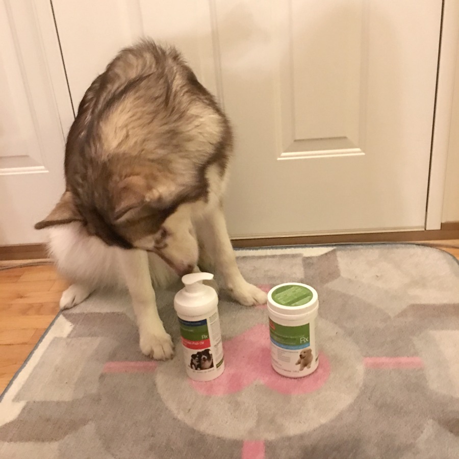 Looking for a way to keep your dogs healthy & happy? See what we think of WellyTails dog supplements here! 