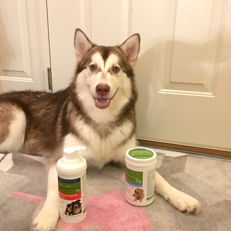 Looking for a way to keep your dogs healthy & happy? See what we think of WellyTails dog supplements here! 