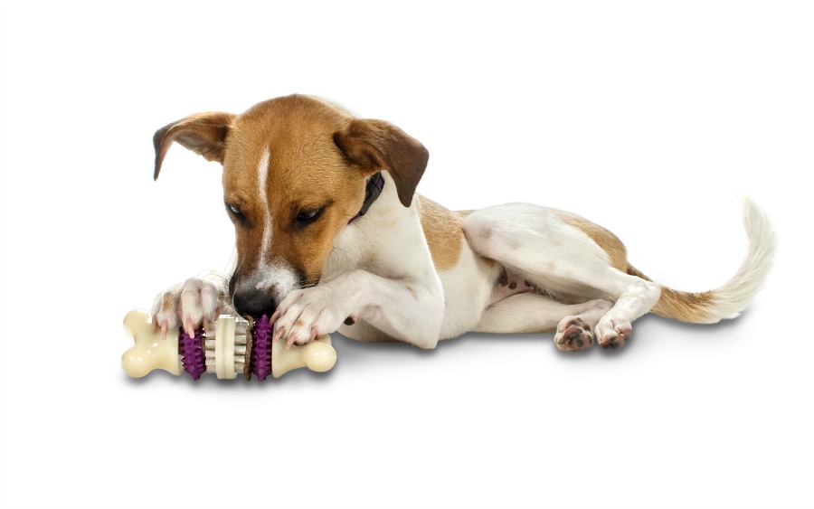 petsafe-busy-buddy-bristle-bone