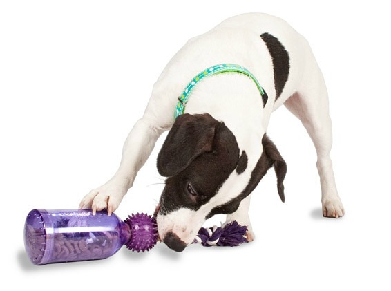 petsafe-busy-buddy-tug-a-jug