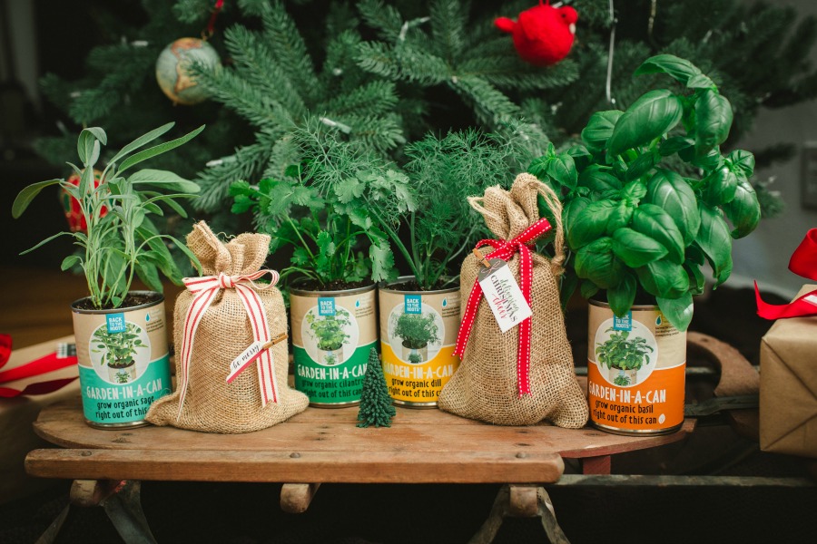 Are you considering having your own garden indoors? See why we are fans of Back to the Roots organic garden sets here! 