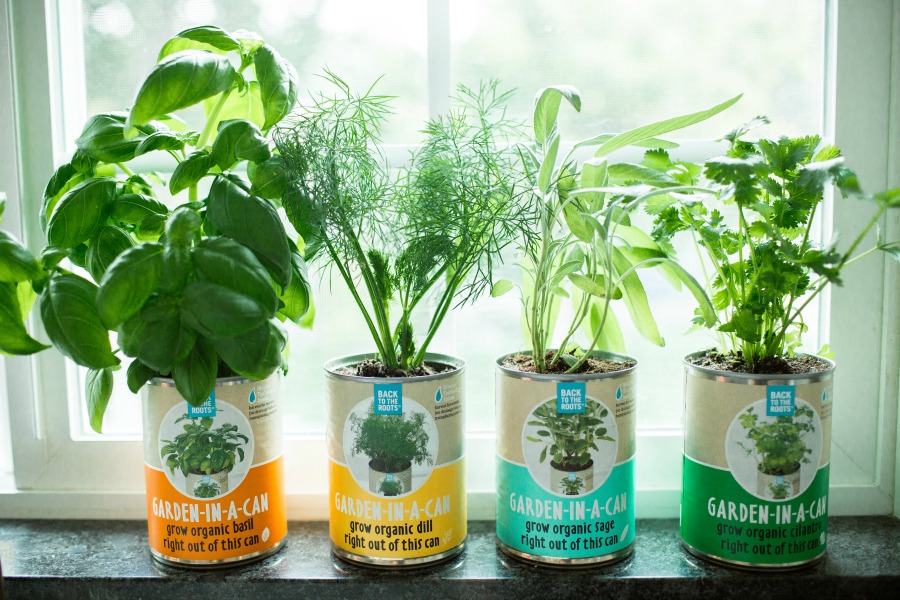 Are you considering having your own garden indoors? See why we are fans of Back to the Roots organic garden sets here! 