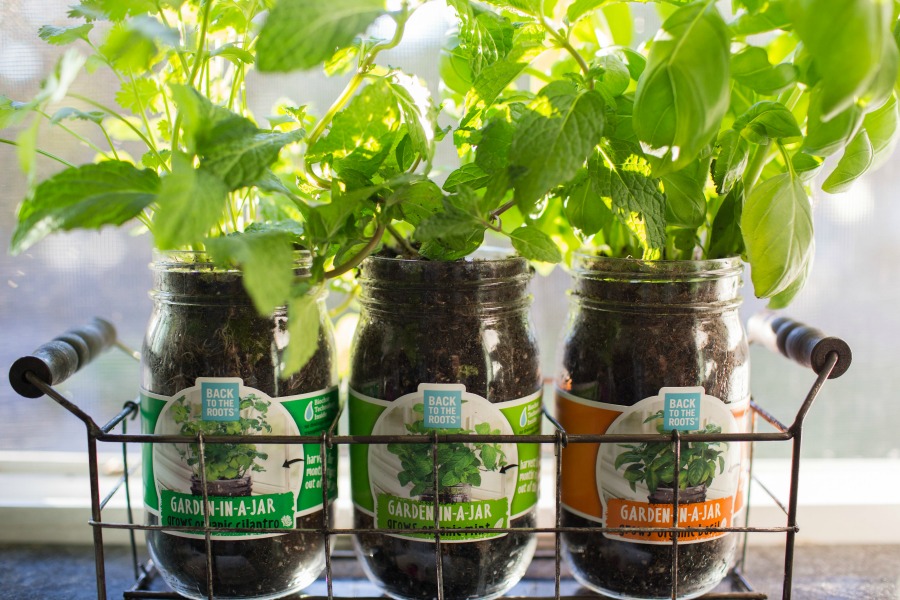 Are you considering having your own garden indoors? See why we are fans of Back to the Roots organic garden sets here! 