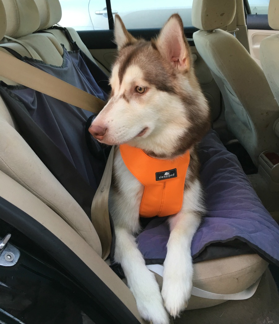 Want to make traveling in the car even safer for dogs? See what we think of the Sleepypod Clickit Sport Harness here! 