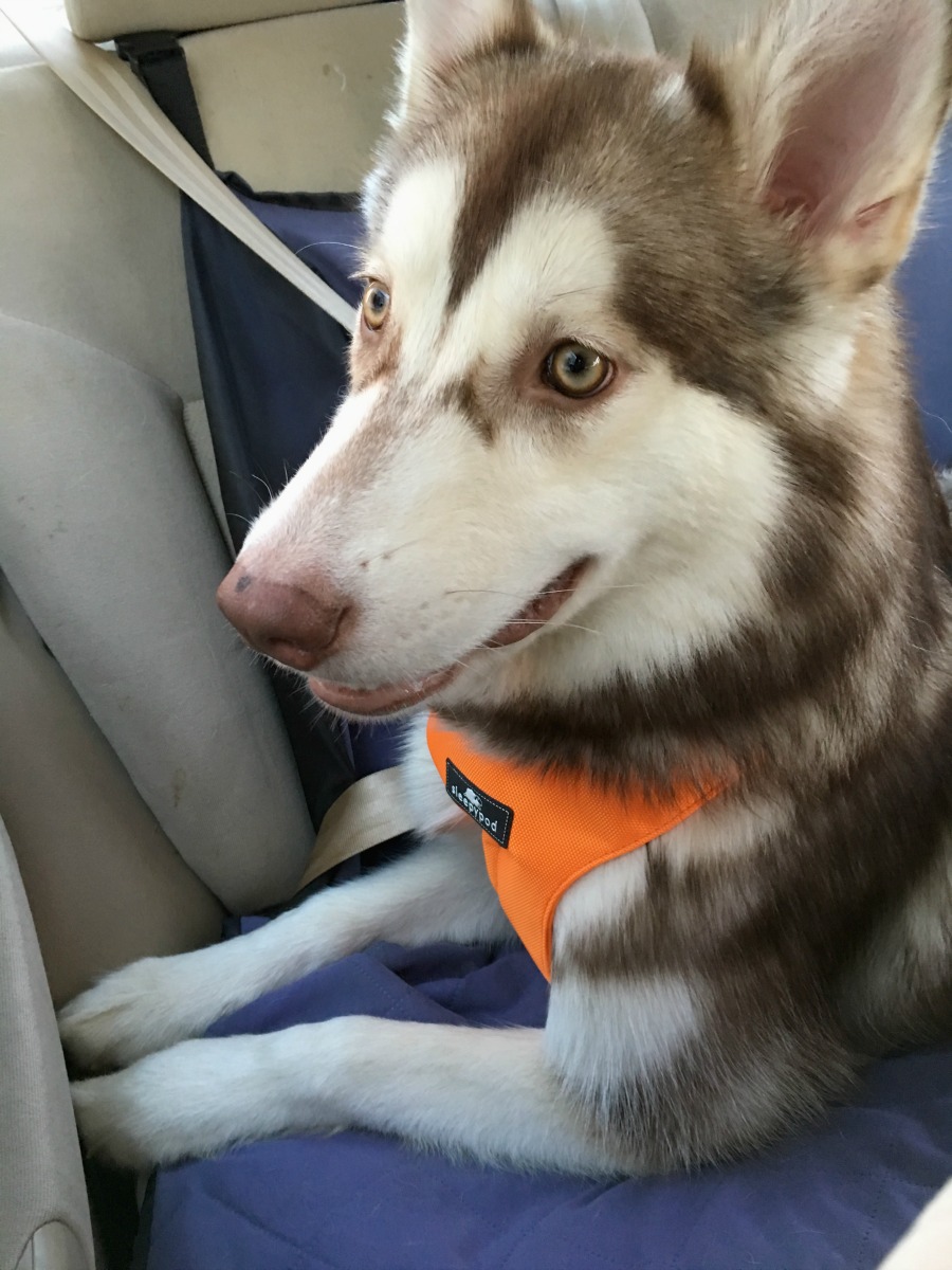Want to make traveling in the car even safer for dogs? See what we think of the Sleepypod Clickit Sport Harness here!