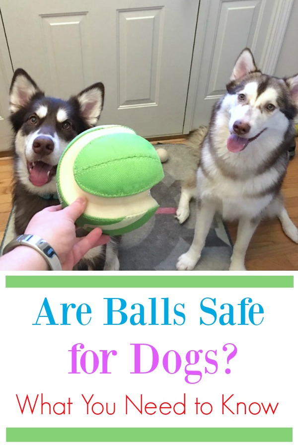 Do you let your dog play with tennis balls & other balls at home? Learn what you need to do at home to protect your dog(s) from one of their favorites toys here! 