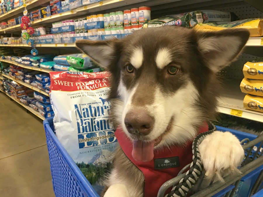 Are you worried your dog has a food allergy or sensitivity? Learn how we tested for a food allergy with our vet's recommendations & finding the right food here!