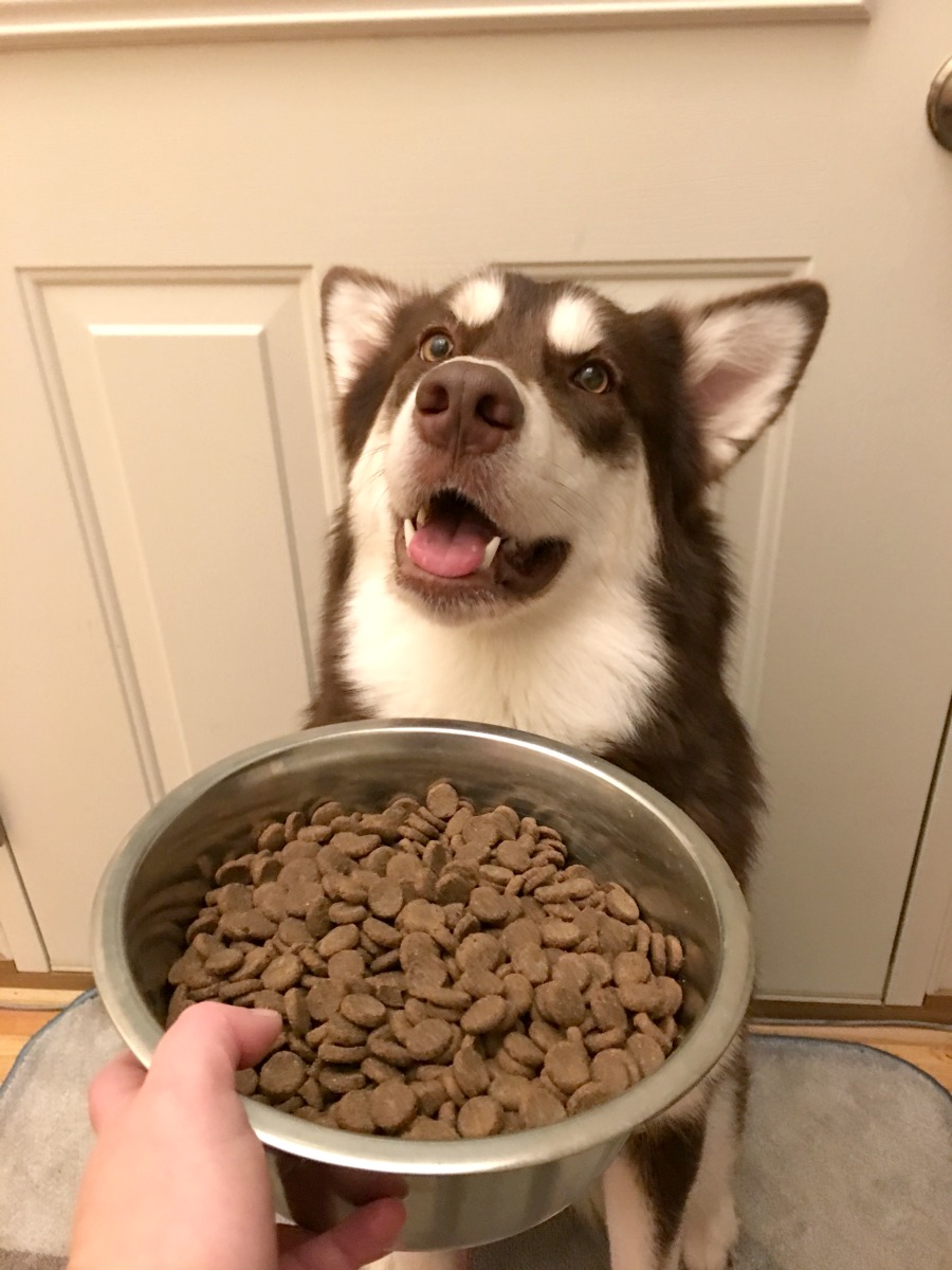 Do you know the ingredients in your dogs food & how it was tested? See why our family believes in Natural Balance dog food for every meal here! #WeBelieveinNB