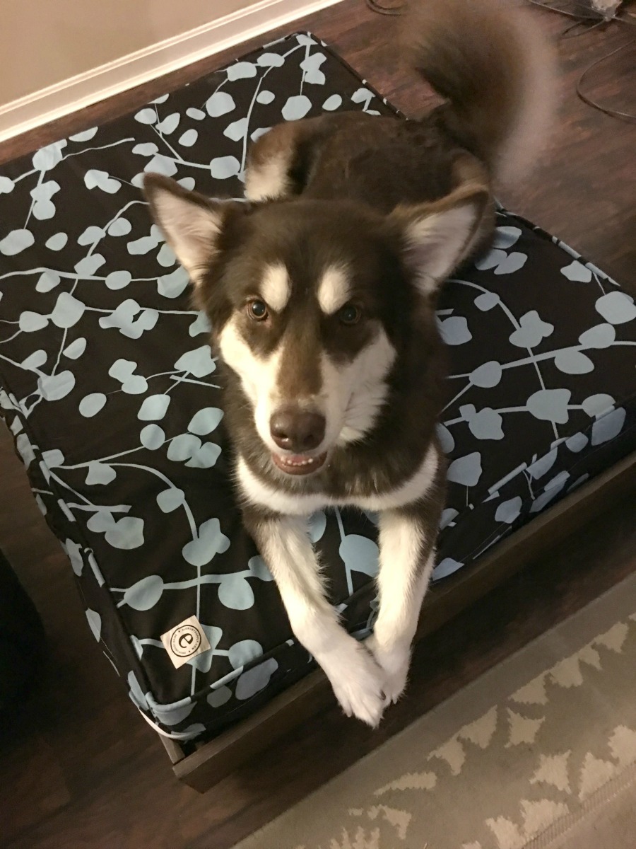 discount dog beds