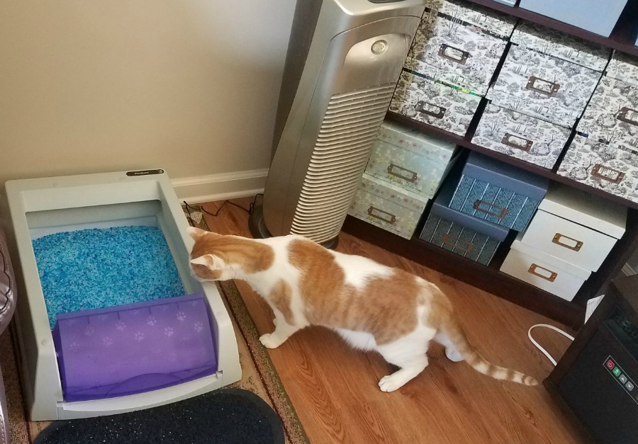 Tired of your house smelling not so great due to your litter box? Learn how you can control bad cat smells in your house with an self cleaning litter box here! 