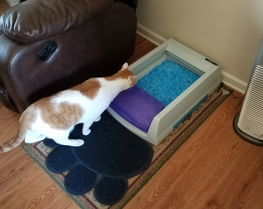 Tired of your house smelling not so great due to your litter box? Learn how you can control bad cat smells in your house with an self cleaning litter box here! 