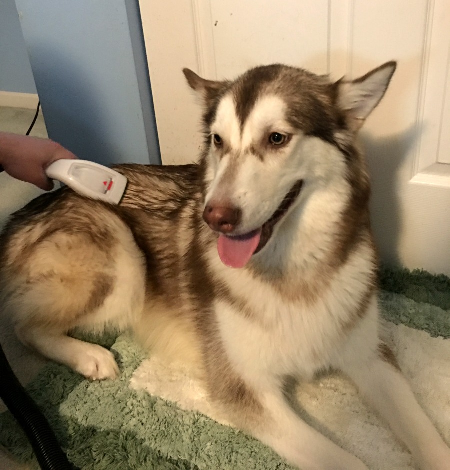 Having trouble bathing your dogs at home?  Learn how we have made bath time easier with our two Alaskan Malamute with the Bissell Barkbath here! 