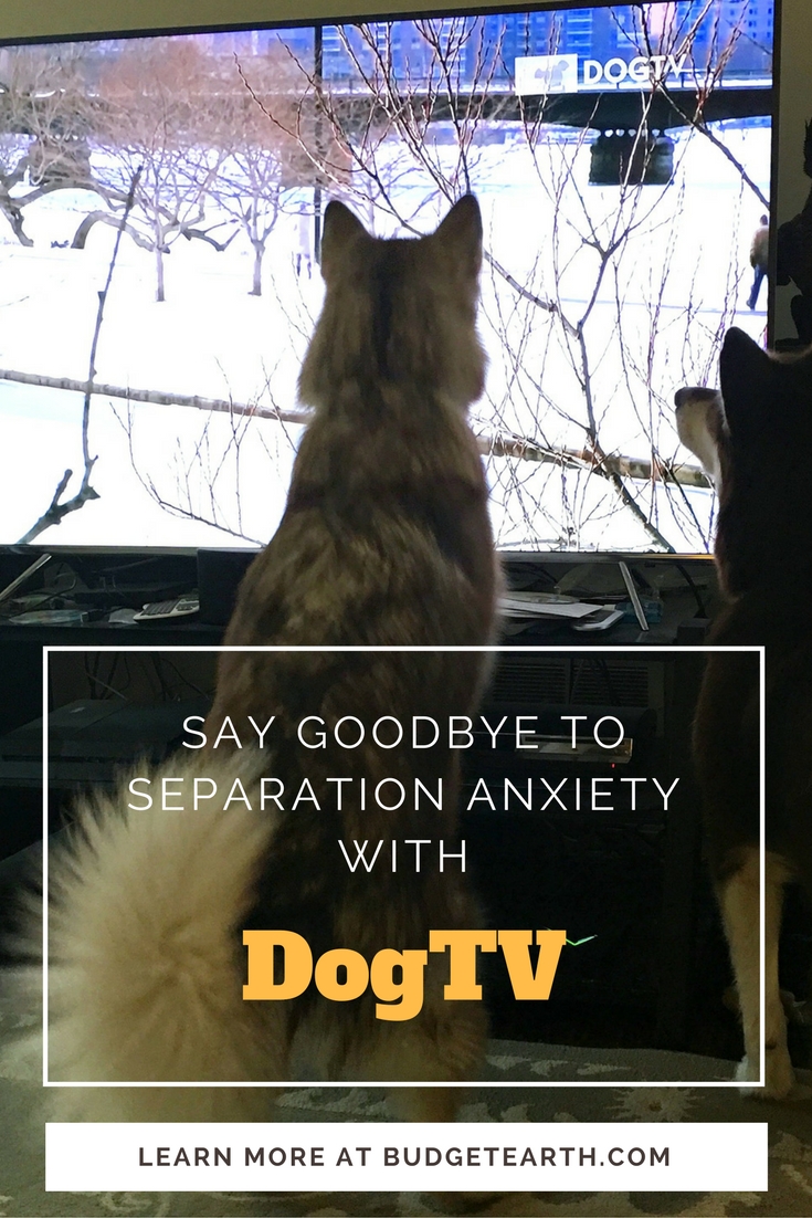 Do you have a dog with separation anxiety or just need some relaxation? See why we are huge fans of the new channel just for dogs - DOGTV - here! 