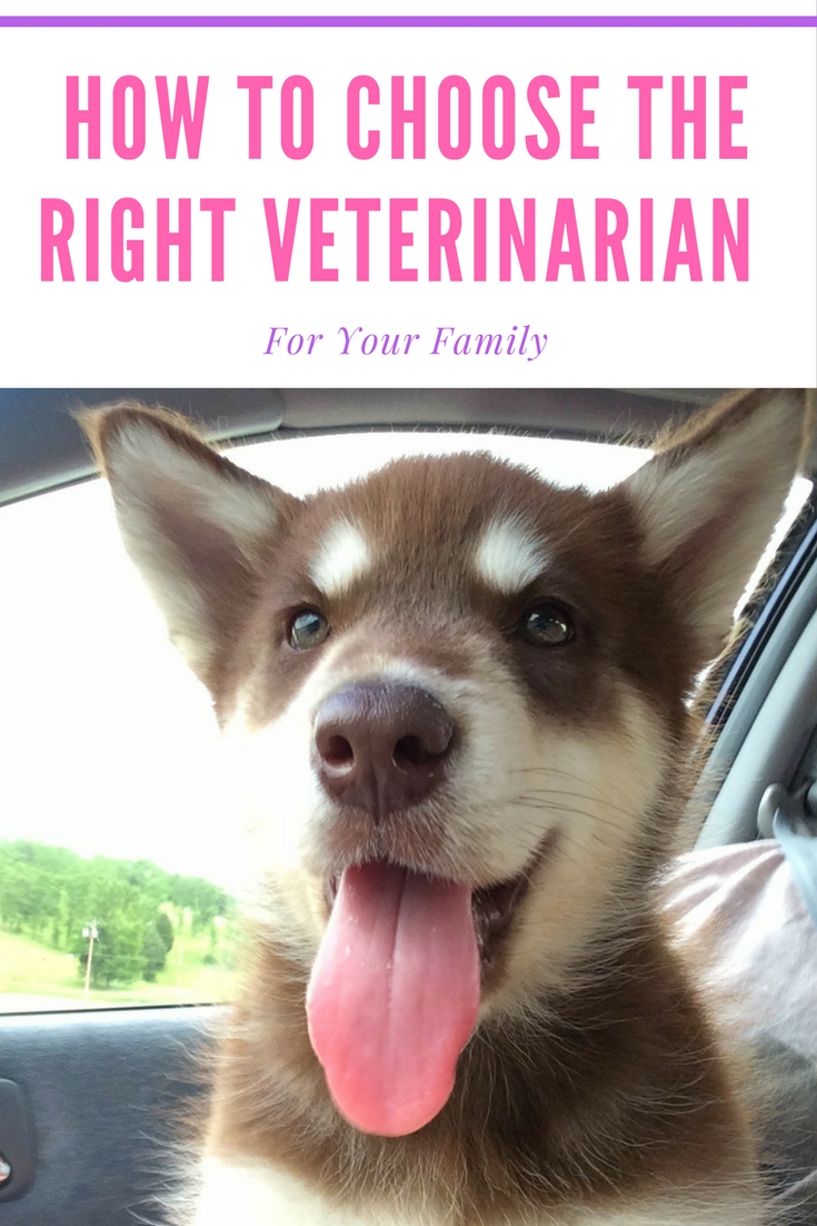 Need to find a veterinarian for your your furry or scaled family members? Learn what you need to know about choosing a veterinarian for your family pets here! 