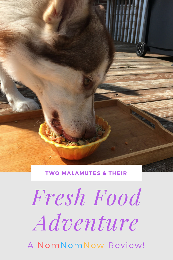 Considering starting your dog on a fresh dog food diet but not sure where to start? See what we think of feeding NomNomNow for 1 month with our girls here! 