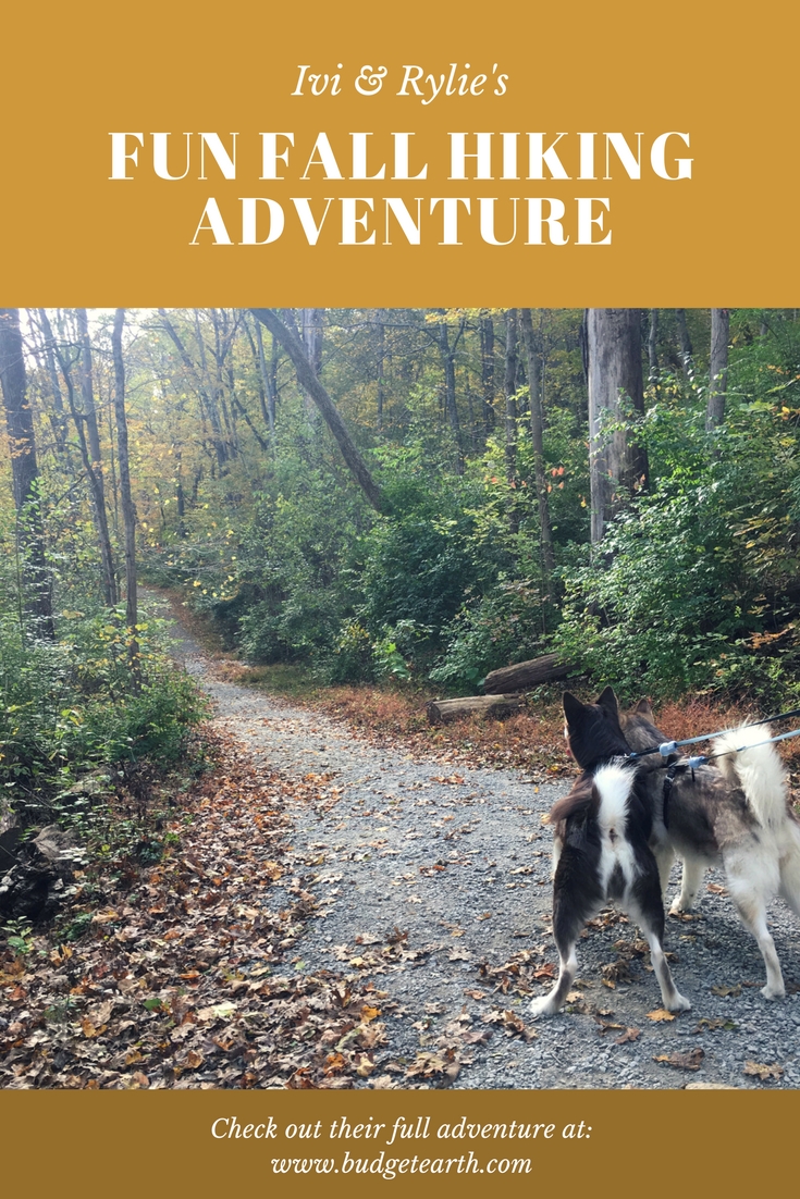 Do you believe that life is a journey & love going on adventures with your dog? Check out Ivi & Rylie's fun adventure at a local nature reserve here!