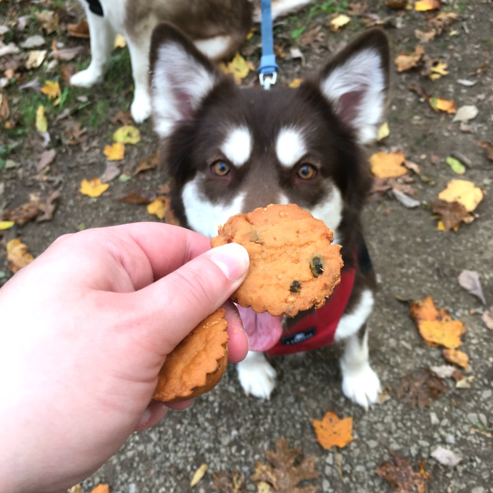 Do you believe that life is a journey & love going on adventures with your dog? Check out Ivi & Rylie's fun adventure at a local nature reserve here! 