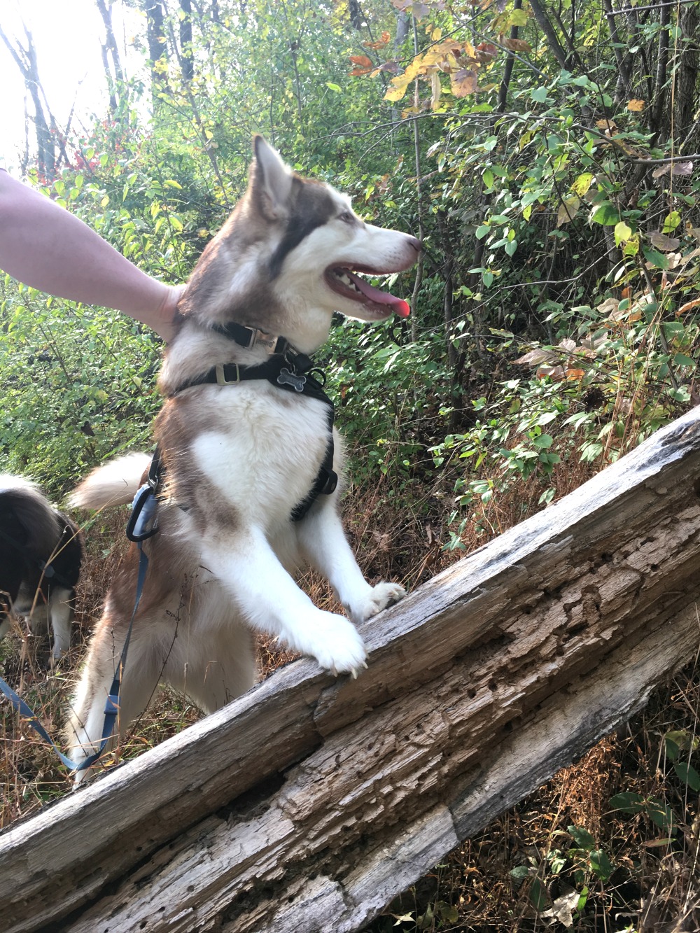 Do you believe that life is a journey & love going on adventures with your dog? Check out Ivi & Rylie's fun adventure at a local nature reserve here! 