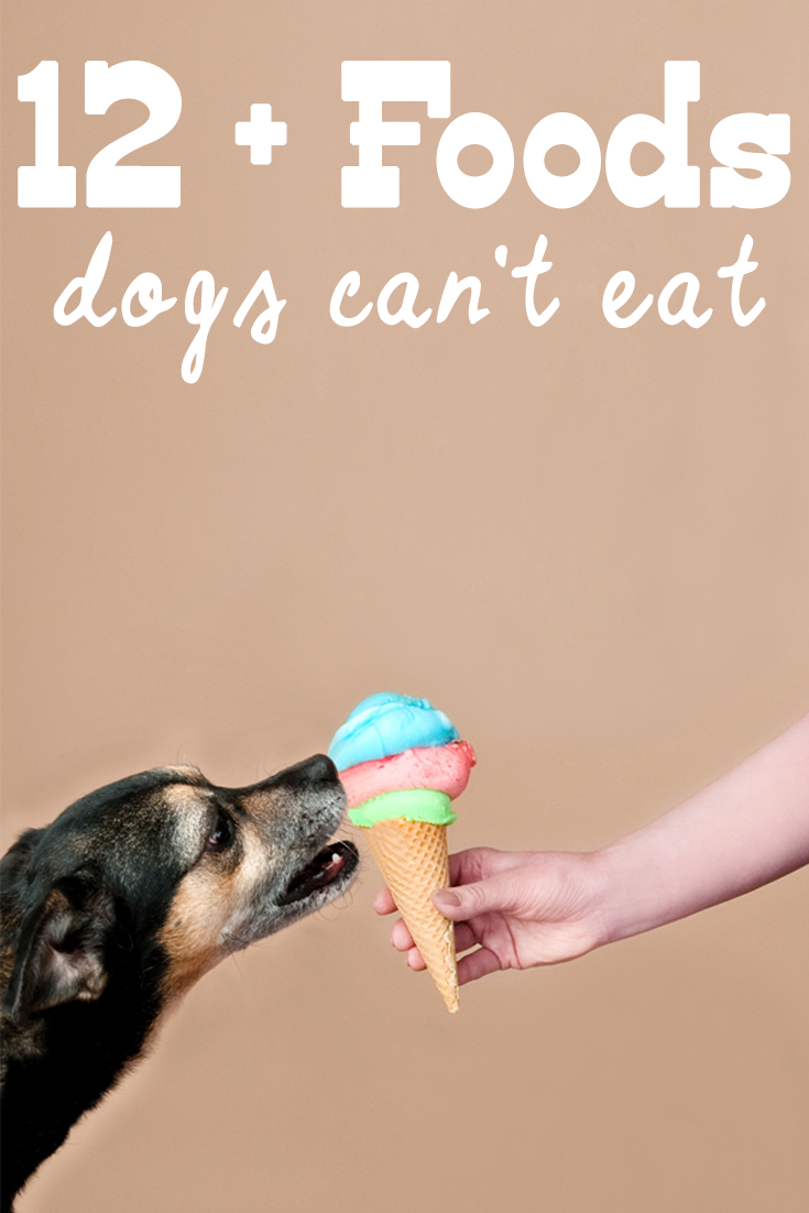There are lots of foods dogs can't eat, believe it or not. Not all human food isn't meant for dogs to consume. Here's a list of human foods that dogs can't eat. #dogs #dogadvice #dogfood #doghealth #dogsafety #dogtips