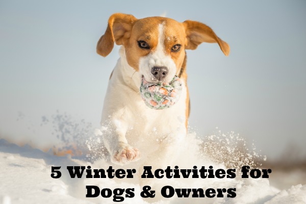 picture of Winter Activities for Dogs with a dog playing in the snow