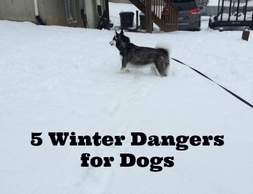 Want to keep your dog as safe as possible during the winter? Check out these 5 winter dangers for dogs! 