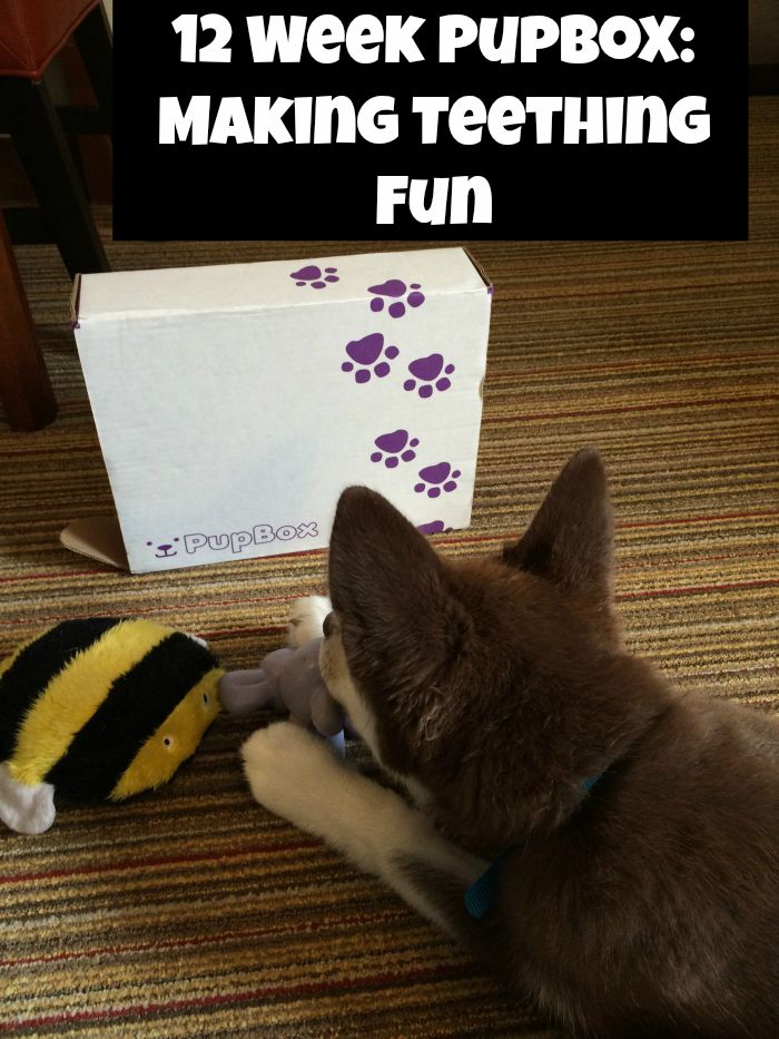 Looking for some wonderful toys for your puppy, especially during teething? See why we are fans of the Pupbox here!