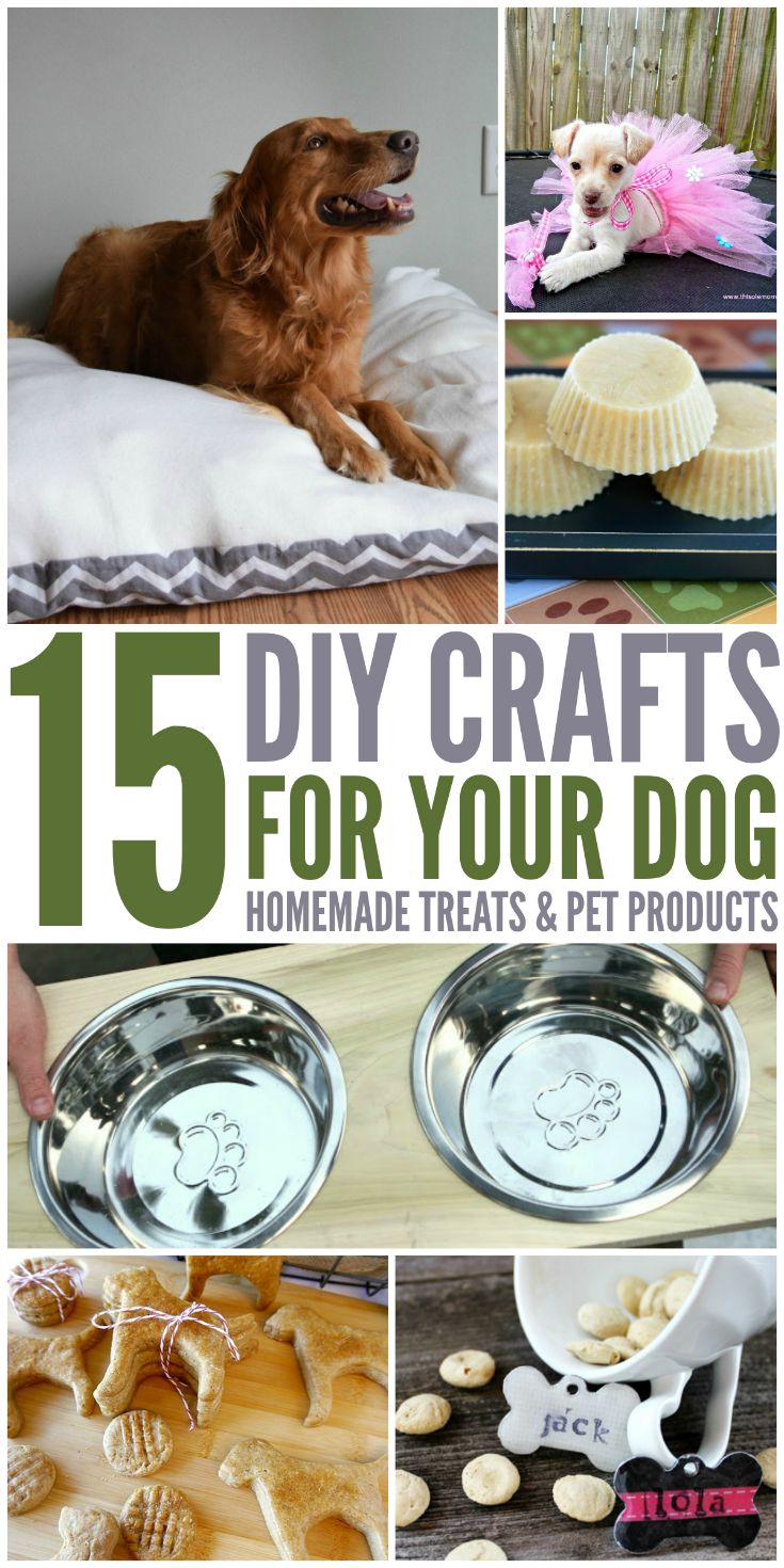 15 DIY Crafts For Your Dog | Budget Earth
